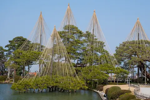 Rope supports protecting pines from snow in Kenroku-en, Kanazawa