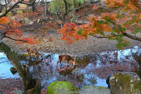 Sika deer under autumn leaves in Nara Park